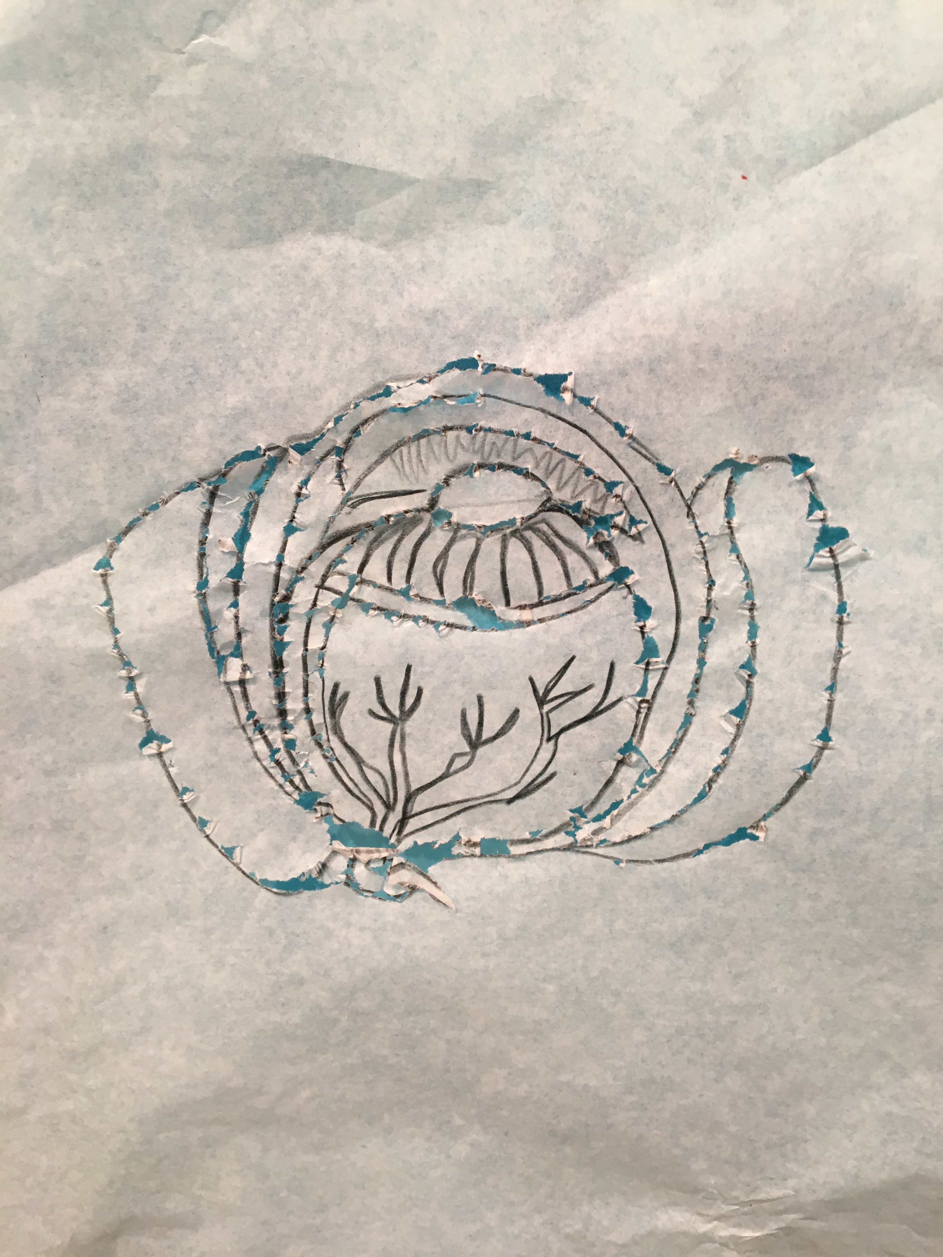 occhio costanza chia.JPG